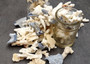 Image of Small Coral Pieces Blue White Brown Mix (approx. 1 pound 0.5-1.5+ inches) Assorted coral chunks for coastal art craft projects or display!