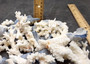 Image of Small Coral Pieces Blue White Brown Mix (approx. 1 pound 0.5-1.5+ inches) Assorted coral chunks for coastal art craft projects or display!