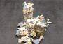 Image of Small Coral Pieces Blue White Brown Mix (approx. 1 pound 0.5-1.5+ inches) Assorted coral chunks for coastal art craft projects or display!