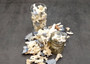 Image of Small Coral Pieces Blue White Brown Mix (approx. 1 pound 0.5-1.5+ inches) Assorted coral chunks for coastal art craft projects or display!
