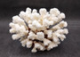 Brownstem White Coral Cluster Pocillopora Verrucosa (1 coral approx. 6.5L x 4H x 5.5D inches) Coral for coastal collections & display!