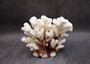 Brownstem White Coral Cluster Pocillopora Verrucosa (1 coral approx. 6.5L x 4H x 5.5D inches) Coral for coastal collections & display!