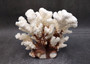 Brownstem White Coral Cluster Pocillopora Verrucosa (1 coral approx. 6.5L x 4H x 5.5D inches) Coral for coastal collections & display!