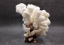 Brownstem White Coral Cluster Pocillopora Verrucosa (1 coral approx. 6.5L x 4H x 5.5D inches) Coral for coastal collections & display!