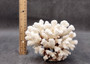 Brownstem White Coral Cluster Pocillopora Verrucosa (1 coral approx. 6.5L x 4H x 5.5D inches) Coral for coastal collections & display!