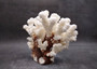Brownstem White Coral Cluster Pocillopora Verrucosa (1 coral approx. 6.5L x 4H x 5.5D inches) Coral for coastal collections & display!
