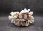 Brownstem White Coral Cluster Pocillopora Verrucosa (1 coral approx. 6.5L x 4H x 5.5D inches) Coral for coastal collections & display!