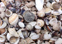 Small Mixed Shell Assortment. Multiple brightly colored shells with different shapes and textures in a tile. Copyright 2025 SeaShellSupply.com. Small Mixed Shell Assortment. Multiple brightly colored shells with different shapes and textures in a tile. Copyright 2025 SeaShellSupply.com.