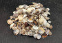 Small Mixed Shell Assortment. Multiple brightly colored shells with different shapes and textures in a tile. Copyright 2022 SeaShellSupply.com.