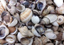 Small Mixed Shell Assortment. Multiple brightly colored shells with different shapes and textures in a tile. Copyright 2025 SeaShellSupply.com.