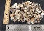 Small Mixed Shell Assortment. Multiple brightly colored shells with different shapes and textures in a tile. Copyright 2025 SeaShellSupply.com. Small Mixed Shell Assortment. Multiple brightly colored shells with different shapes and textures in a tile. Copyright 2025 SeaShellSupply.com.