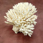 White Table Coral Cluster Large Centerpiece (1 coral 9.5L x 5H x 7.5D inches) Large White Table Coral for coastal home display & decor! Copyright 2025 SeaShellSupply.com.