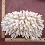 White Table Coral Cluster Large Centerpiece (1 coral 9.5L x 5H x 7.5D inches) Large White Table Coral for coastal home display & decor! Copyright 2025 SeaShellSupply.com.