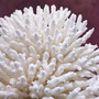 White Table Coral Cluster Large Centerpiece (1 coral 9.5L x 5H x 7.5D inches) Large White Table Coral for coastal home display & decor! Copyright 2025 SeaShellSupply.com.