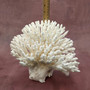 White Table Coral Cluster Large Centerpiece (1 coral 9.5L x 5H x 7.5D inches) Large White Table Coral for coastal home display & decor! Copyright 2025 SeaShellSupply.com.