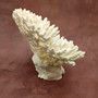 White Table Coral Cluster Large Centerpiece (1 coral 9.5L x 5H x 7.5D inches) Large White Table Coral for coastal home display & decor! Copyright 2025 SeaShellSupply.com.