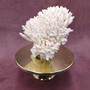White Table Coral Cluster Large Centerpiece (1 coral 9.5L x 5H x 7.5D inches) Large White Table Coral for coastal home display & decor! Copyright 2025 SeaShellSupply.com.