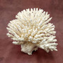 White Table Coral Cluster Large Centerpiece (1 coral 9.5L x 5H x 7.5D inches) Large White Table Coral for coastal home display & decor! Copyright 2025 SeaShellSupply.com.