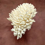 White Table Coral Cluster Large Centerpiece (1 coral 9.5L x 5H x 7.5D inches) Large White Table Coral for coastal home display & decor! Copyright 2025 SeaShellSupply.com.
