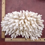 White Table Coral Cluster Large Centerpiece (1 coral 9.5L x 5H x 7.5D inches) Large White Table Coral for coastal home display & decor! Copyright 2025 SeaShellSupply.com.