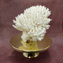 White Table Coral Cluster Large Centerpiece (1 coral 9.5L x 5H x 7.5D inches) Large White Table Coral for coastal home display & decor! Copyright 2025 SeaShellSupply.com.