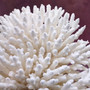 White Table Coral Cluster Large Centerpiece (1 coral 9.5L x 5H x 7.5D inches) Large White Table Coral for coastal home display & decor! Copyright 2025 SeaShellSupply.com.