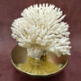 White Table Coral Cluster Large Centerpiece (1 coral 9.5L x 5H x 7.5D inches) Large White Table Coral for coastal home display & decor! Copyright 2025 SeaShellSupply.com.