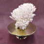 White Table Coral Cluster Large Centerpiece (1 coral 9.5L x 5H x 7.5D inches) Large White Table Coral for coastal home display & decor! Copyright 2025 SeaShellSupply.com.