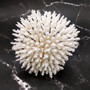 White Table Coral Cluster Large Centerpiece Acropora Latistella (1 coral 8L x 6.5H x 6.5D) Large White Table Coral for home decor & display! Copyright 2025 SeaShellSupply.com.
