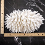 White Table Coral Cluster Large Centerpiece Acropora Latistella (1 coral 8L x 6.5H x 6.5D) Large White Table Coral for home decor & display!