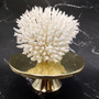 White Table Coral Cluster Large Centerpiece Acropora Latistella (1 coral 8L x 6.5H x 6.5D) Large White Table Coral for home decor & display! Copyright 2025 SeaShellSupply.com.