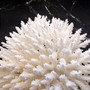 White Table Coral Cluster Large Centerpiece Acropora Latistella (1 coral 8L x 6.5H x 6.5D) Large White Table Coral for home decor & display! Copyright 2025 SeaShellSupply.com.
