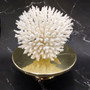 White Table Coral Cluster Large Centerpiece Acropora Latistella (1 coral 8L x 6.5H x 6.5D) Large White Table Coral for home decor & display! Copyright 2025 SeaShellSupply.com.