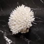 White Table Coral Cluster Large Centerpiece Acropora Latistella (1 coral 8L x 6.5H x 6.5D) Large White Table Coral for home decor & display!