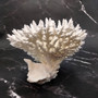 White Table Coral Cluster Large Centerpiece Acropora Latistella (1 coral 8L x 6.5H x 6.5D) Large White Table Coral for home decor & display! Copyright 2025 SeaShellSupply.com.
