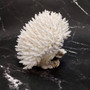 White Table Coral Cluster Large Centerpiece Acropora Latistella (1 coral 8L x 6.5H x 6.5D) Large White Table Coral for home decor & display! Copyright 2025 SeaShellSupply.com.