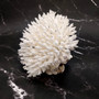 White Table Coral Cluster Large Centerpiece Acropora Latistella (1 coral 8L x 6.5H x 6.5D) Large White Table Coral for home decor & display! Copyright 2025 SeaShellSupply.com.