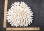 White Table Coral Cluster Large Centerpiece (1 coral 8.5L x 4.5H x 8.75D inches) Large White Table Coral for coastal home display & decor!