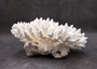 White Table Coral Cluster Large Centerpiece (1 coral 8.5L x 4.5H x 8.75D inches) Large White Table Coral for coastal home display & decor!