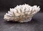 White Table Coral Cluster Large Centerpiece (1 coral 8.5L x 4.5H x 8.75D inches) Large White Table Coral for coastal home display & decor!