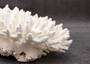 White Table Coral Cluster Large Centerpiece (1 coral 8.5L x 4.5H x 8.75D inches) Large White Table Coral for coastal home display & decor!