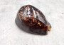 Image of a three inch Humpback Cowrie. Copyright 2025 Seashellsupply.com