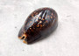 Image of a three inch Humpback Cowrie. Copyright 2025 Seashellsupply.com