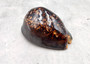 Humpback Cowrie Seashell Dark Brown Cypraea Mauritiana (1 shell approx. 3+ inches) Spotted Brown Mourning Cowrie for display & collecting!