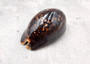 Humpback Cowrie Seashell Dark Brown Cypraea Mauritiana (1 shell approx. 3+ inches) Spotted Brown Mourning Cowrie for display & collecting!