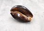 Humpback Cowrie Seashell Dark Brown Cypraea Mauritiana (1 shell approx. 3+ inches) Spotted Brown Mourning Cowrie for display & collecting!