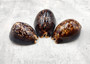 Humpback Cowrie Seashell Dark Brown Cypraea Mauritiana (1 shell approx. 3+ inches) Spotted Brown Mourning Cowrie for display & collecting!