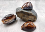 Humpback Cowrie Seashell Dark Brown Cypraea Mauritiana (1 shell approx. 3+ inches) Spotted Brown Mourning Cowrie for display & collecting!