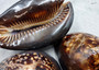 Humpback Cowrie Seashell Dark Brown Cypraea Mauritiana (1 shell approx. 3+ inches) Spotted Brown Mourning Cowrie for display & collecting!