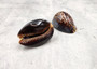 Image of humpback cowrie shells